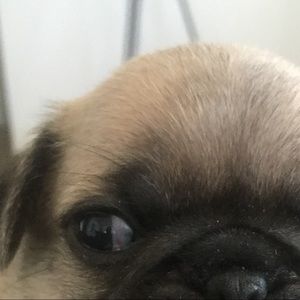 Meet your Posher, Alonso